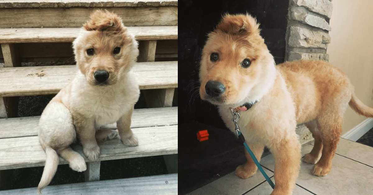 Meet Rae, The One-Eared Unicorn Dog Who Is Stealing Everyone’s Hearts