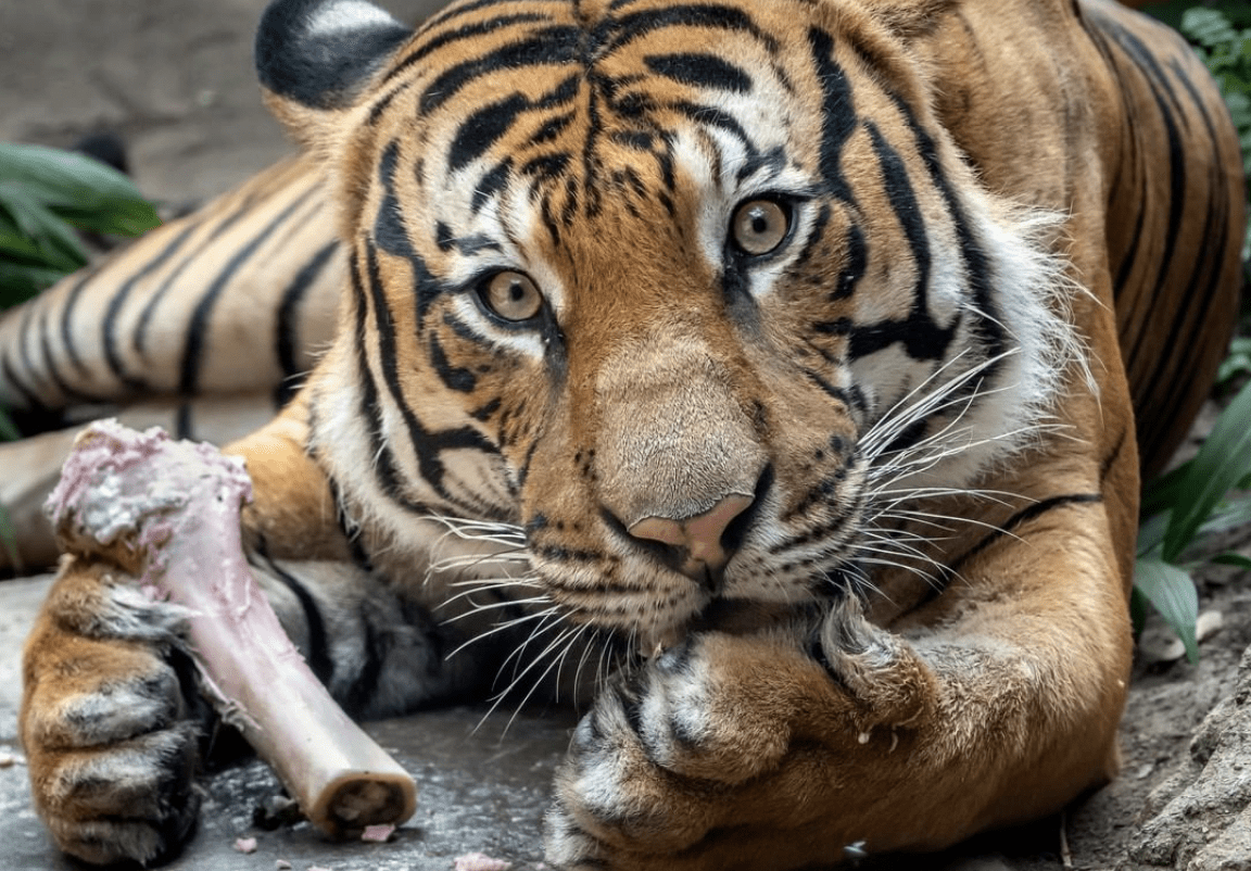 You Can Visit The San Diego Zoo Live Right Now. Here’s How.