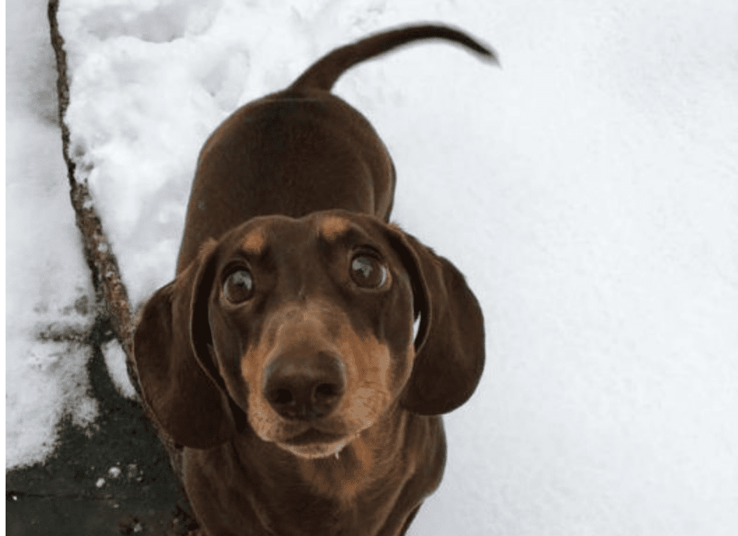 This Dog Sprained His Tail From Excessively Wagging It Over His Family Being Home