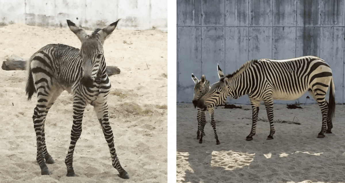 Disney’s Animal Kingdom Has Welcomed New Animal Babies and I’m In Love