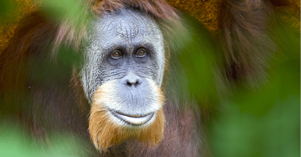 You Can Visit The Cincinnati Zoo From The Comfort Of Your Couch. Here’s How.