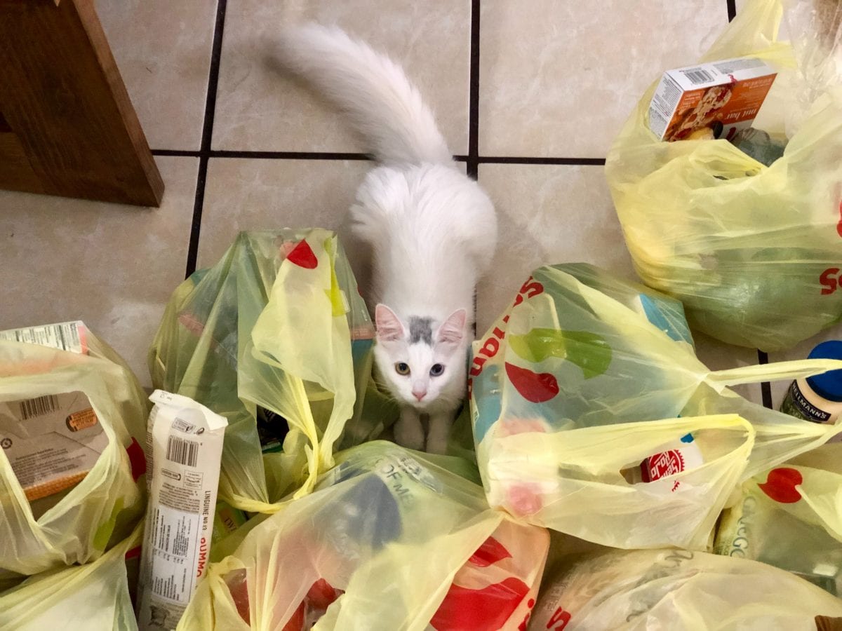 Here’s How To Safely Handle Your Groceries