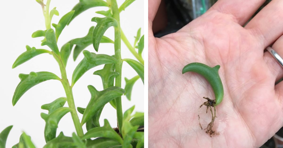 Dolphin Succulents Are The New House Plant You Need In Your Home