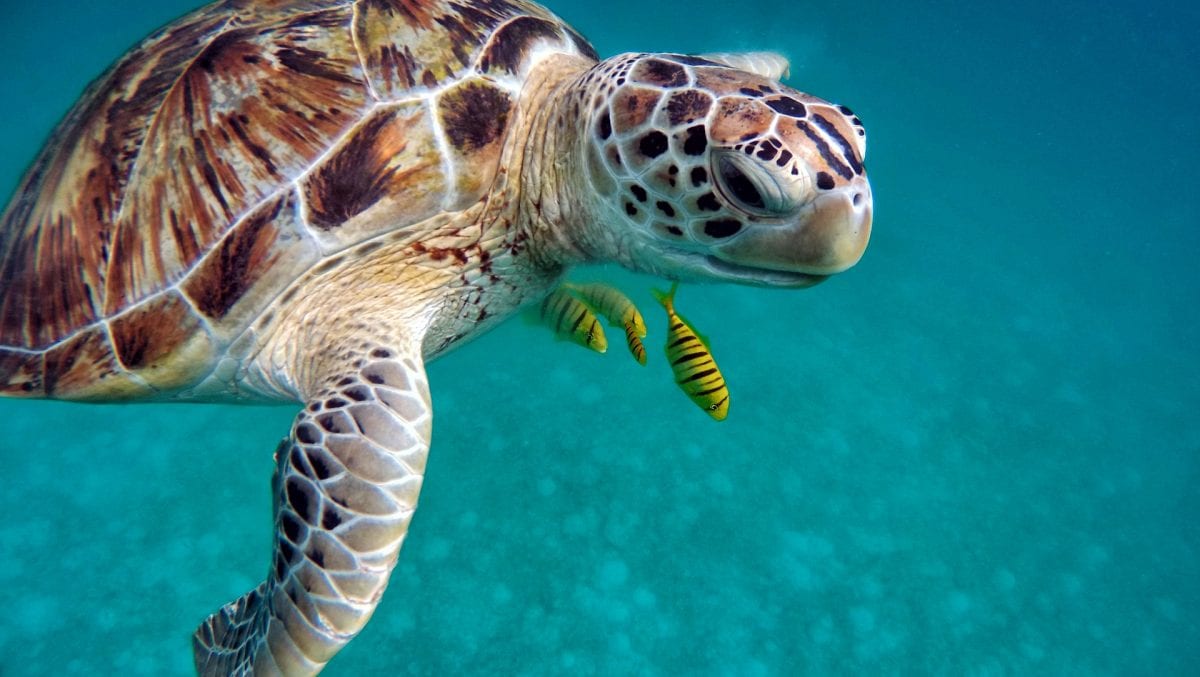 This Sea Turtle Rescue in Georgia is Offering a Free Educational Series That Is All About Turtles