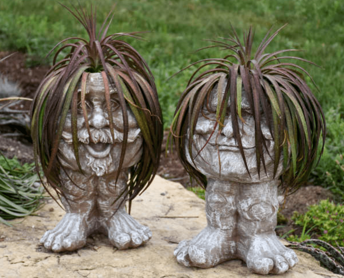 You Can Get A Plant That Looks Just Like It’s Having A ‘Bad Hair Day’ And I Love It