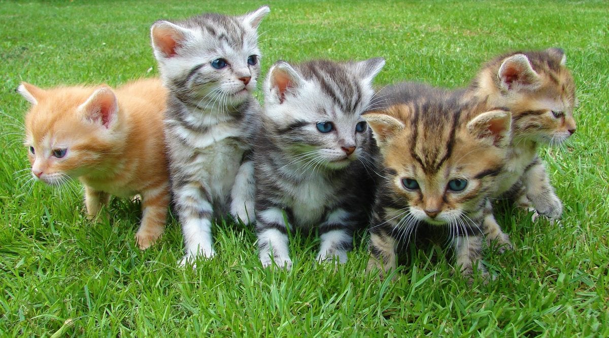 I Could Watch These Adorable Animal Videos On TikTok All Day