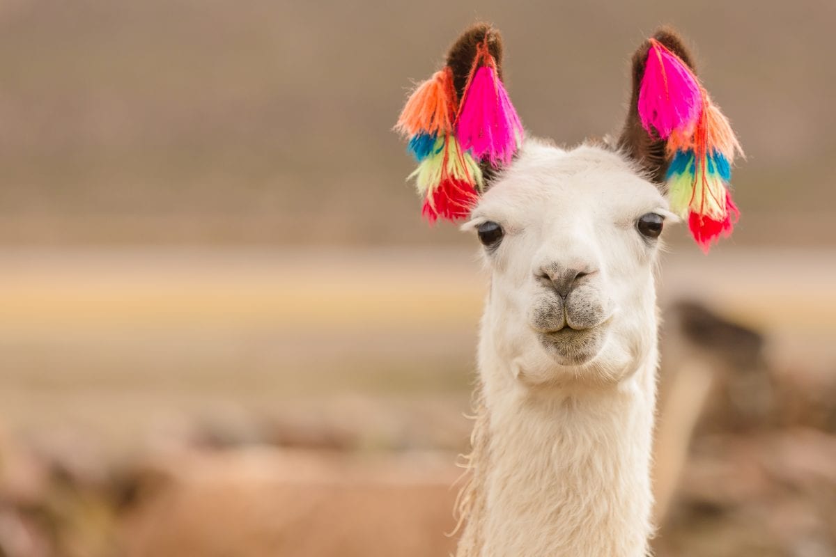 Here’s How You Can Invite Any Farm Animal To Your Next Video Call