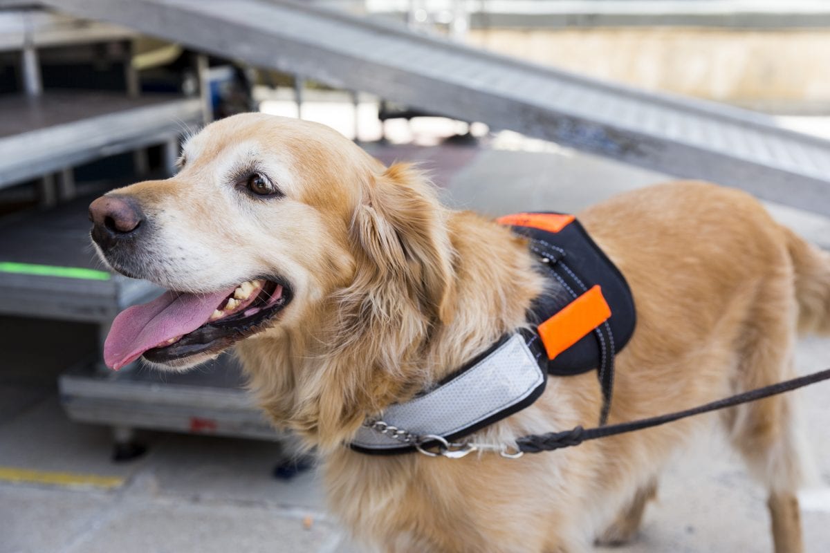 Scent Trained Dogs May Soon Be Able To Find People Infected With Coronavirus