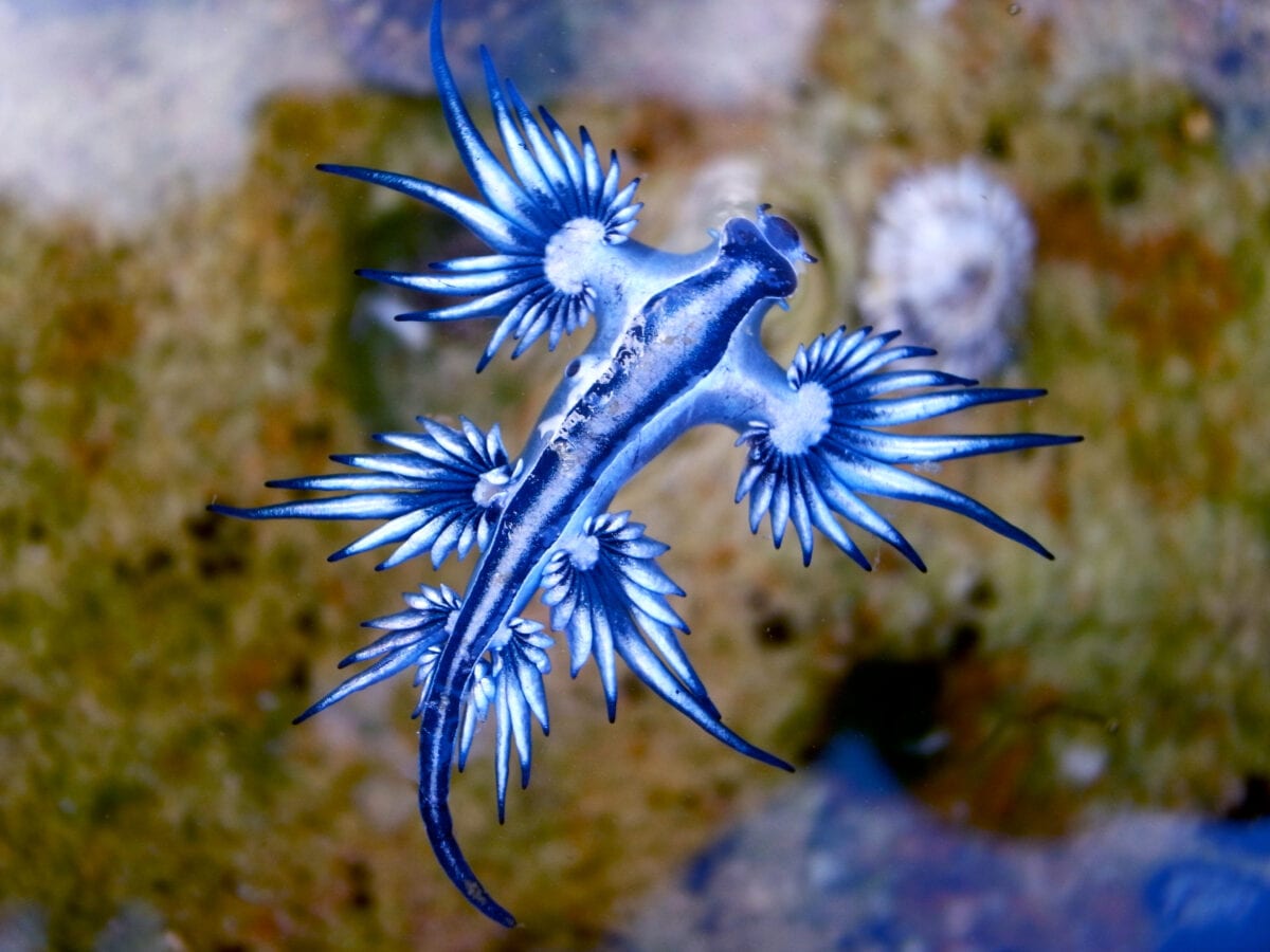 Rare Blue Dragons Are Washing Up On The Padre Island National Seashore and They’re Incredibly Cool
