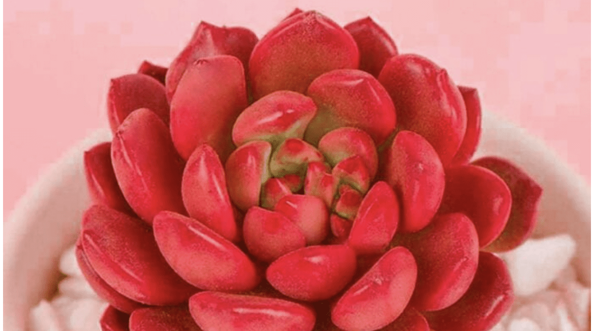 You Can Get A Live Succulent That Changes Color In The Sunlight And It’s Only Costs $6