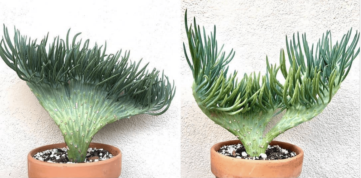 You Can Get A Succulent That Looks Like A Mermaid Tail and I’m Swimming With Joy
