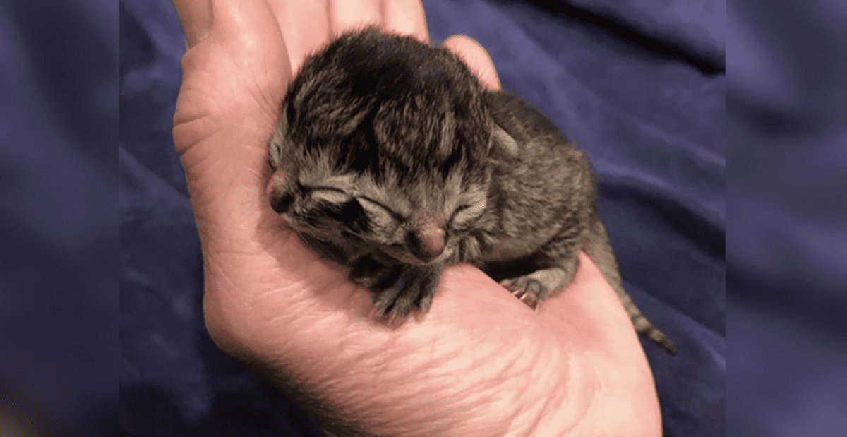 There Is a Two-Faced Kitten in Oregon Named Biscuits and Gravy and I’m In Love