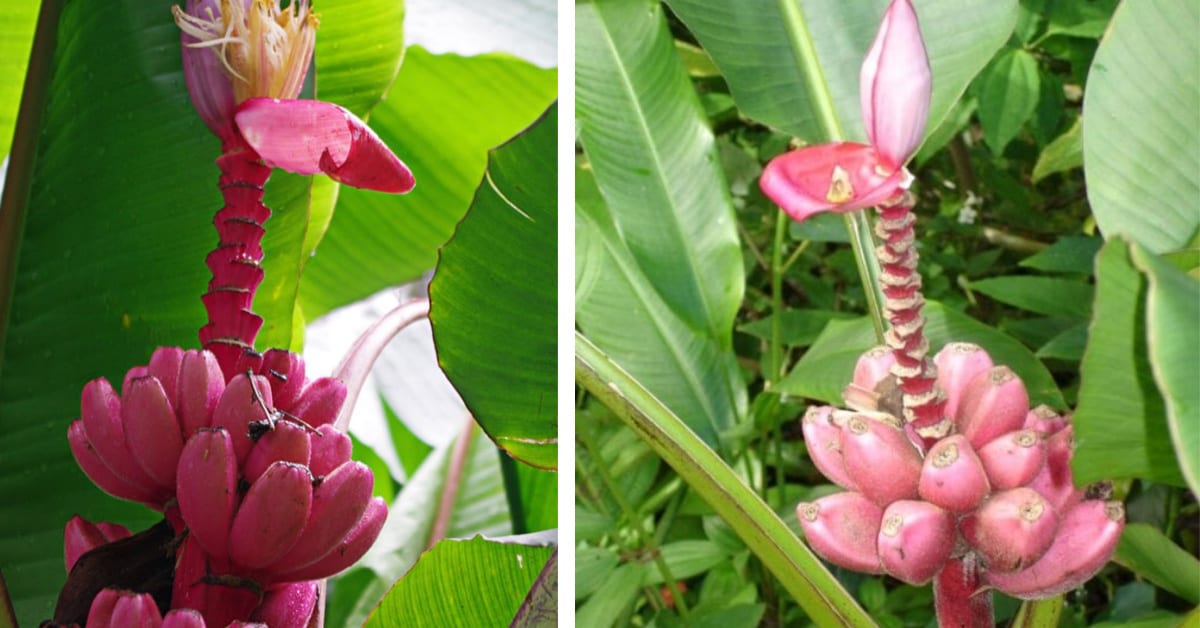 You Can Plant Flowers That Look Like Tiny Flamingos and I Need One