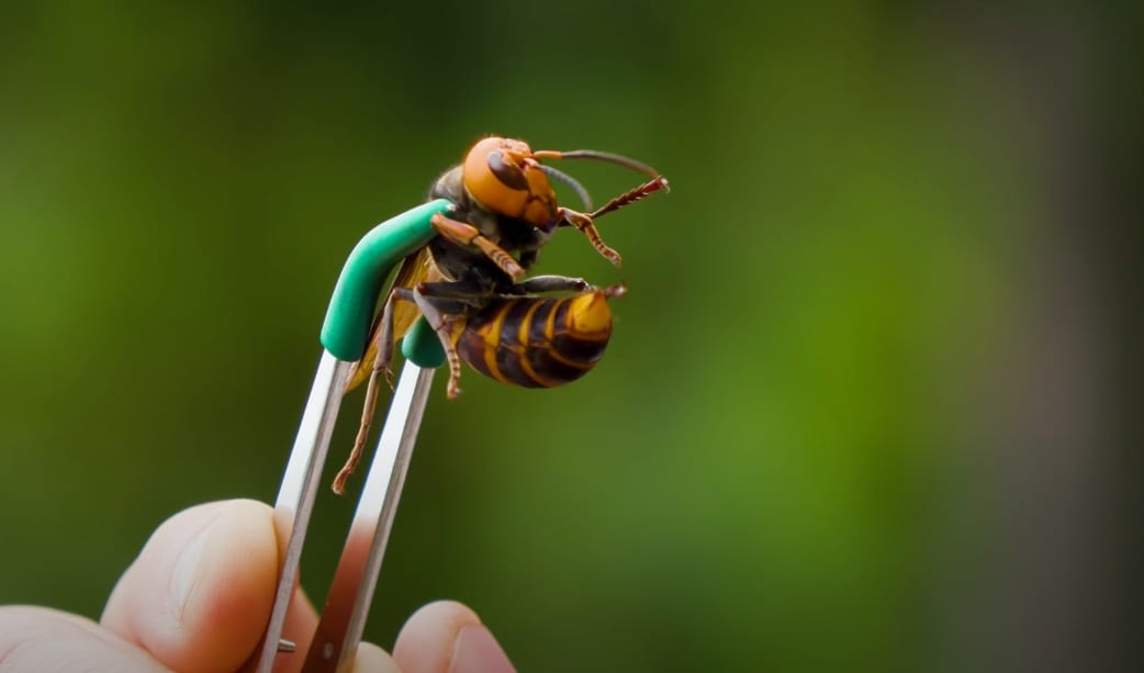 You Can Watch This Guy Willingly Get Stung By A ‘Murder Hornet’ And I’m Freaking Out