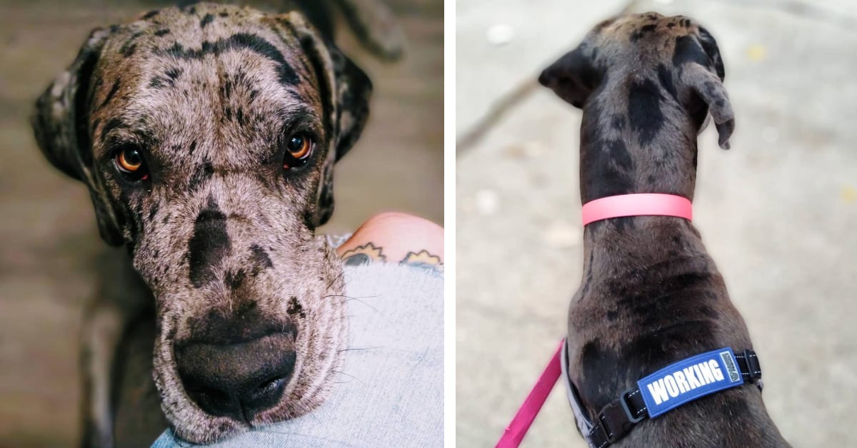 I Have A Service Dog, Here is Why You Can’t Pet Her…