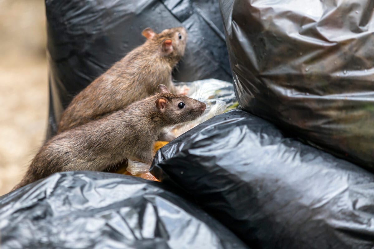 Apparently Aggressive, Cannibal Rats Are The New Thing We Have to Worry About And I Cannot Deal