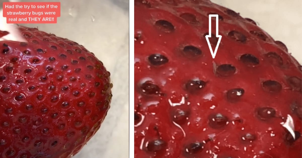 If You Wash Berries In Salt Water, Little Worms May Crawl Out and Now My Life is Ruined