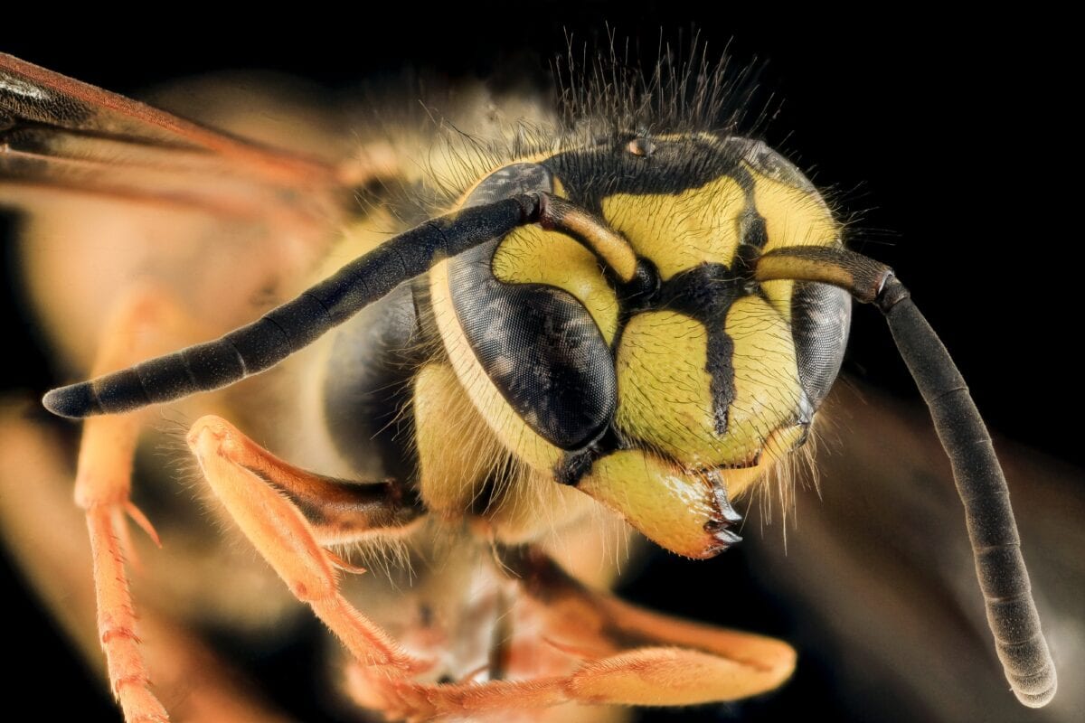 I Can’t Handle Murder Hornets Right Now…