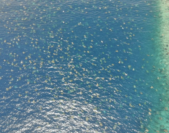 This Drone Footage Shows 64,000 Endangered Sea Turtles Nesting Near Australia’s Great Barrier Reef