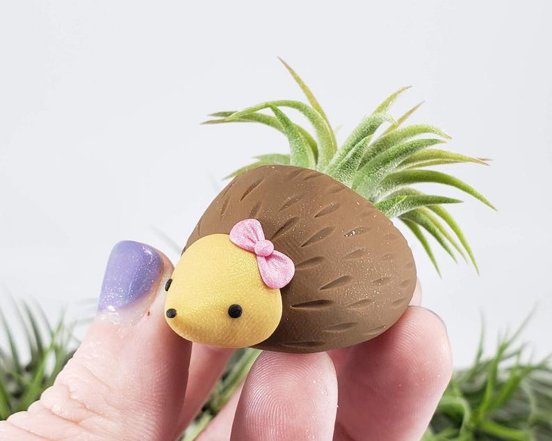 You Can Get A Miniature Hedgehog Air Plant and It Is Adorable