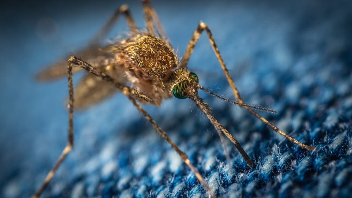 Turns Out, Genetically Modified Mosquitoes May Be Released Soon and I’m So Done With This Year