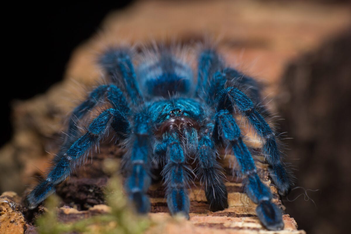 I Just Found Out Tarantulas Can Swim and I’m Traumatized Now More Than Ever