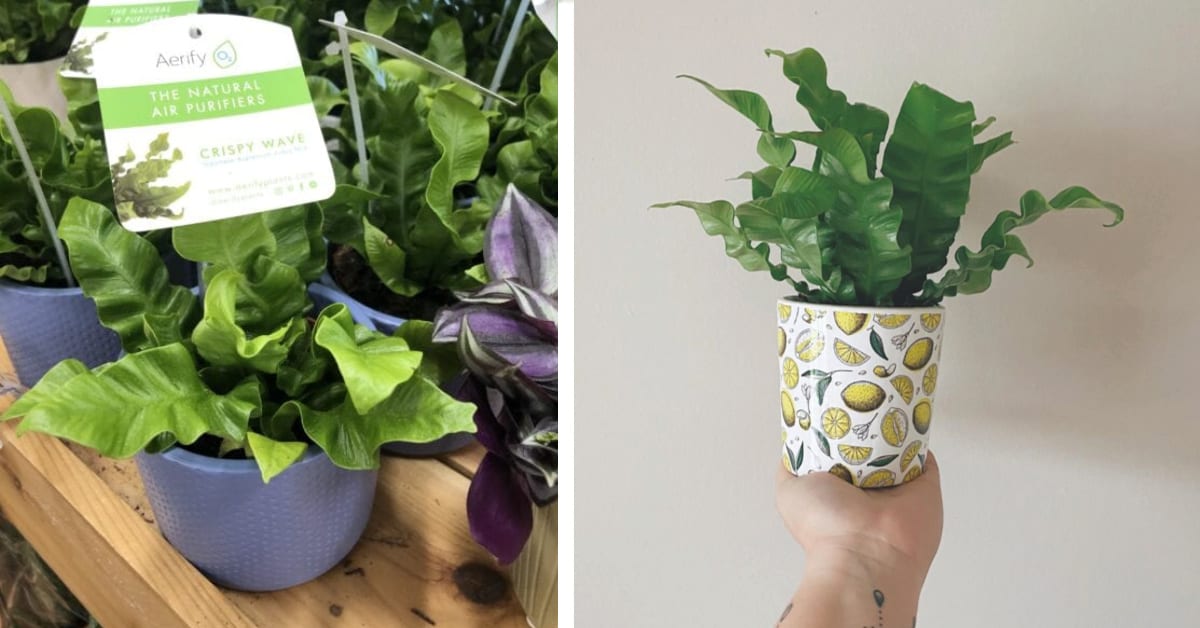 Trader Joe’s Is Selling $6 Air Purifying ‘Crispy Wave’ Ferns And I’m On My Way