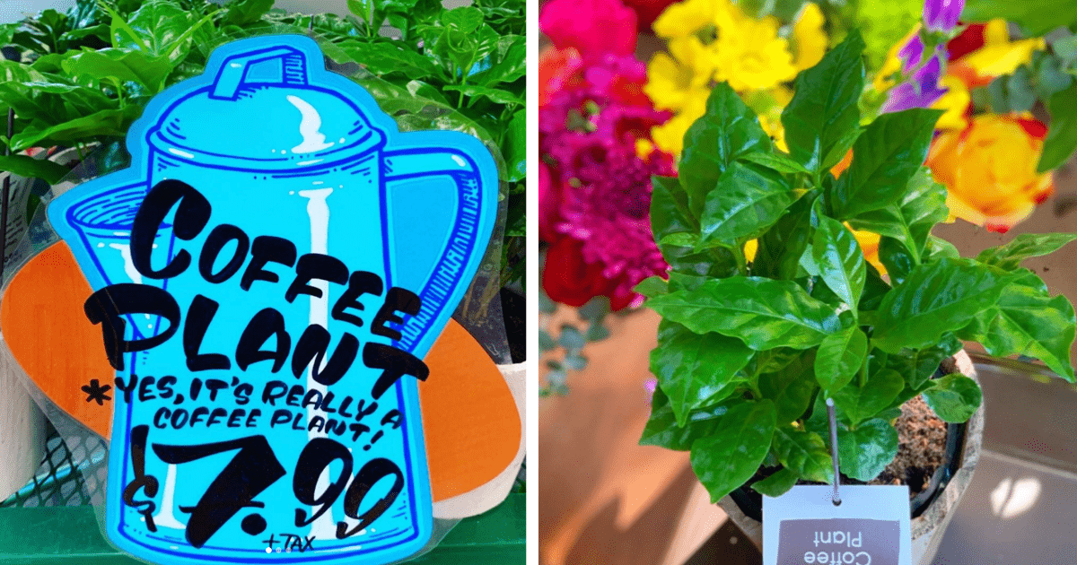 Trader Joe’s Is Selling $8 Coffee Plants So You Can Grow Your Own Coffee Beans