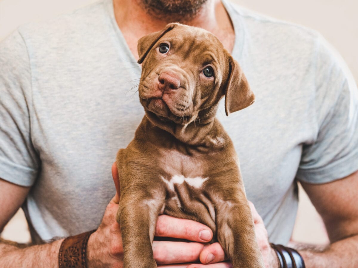Turns Out, Your Dog May Be Older Than You Think. Here’s Why.