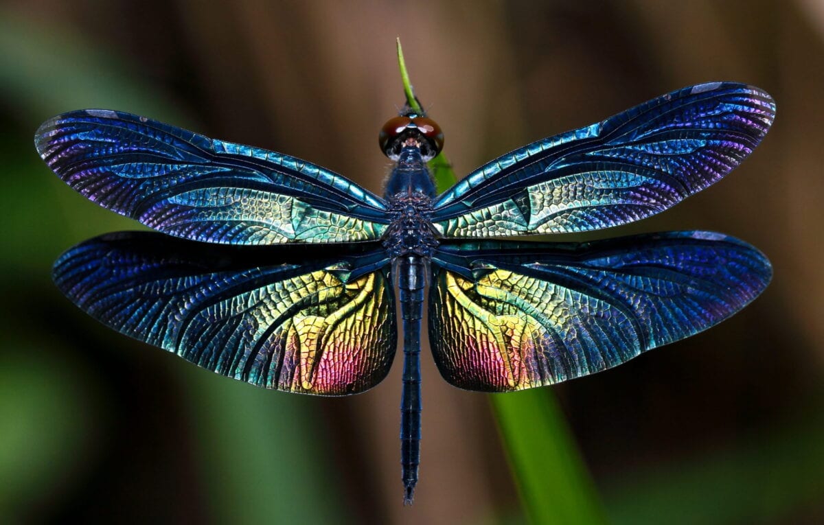 Dragonflies Can Help Eliminate Mosquitoes. Here’s What You Can Plant In Your Yard To Attract Them.
