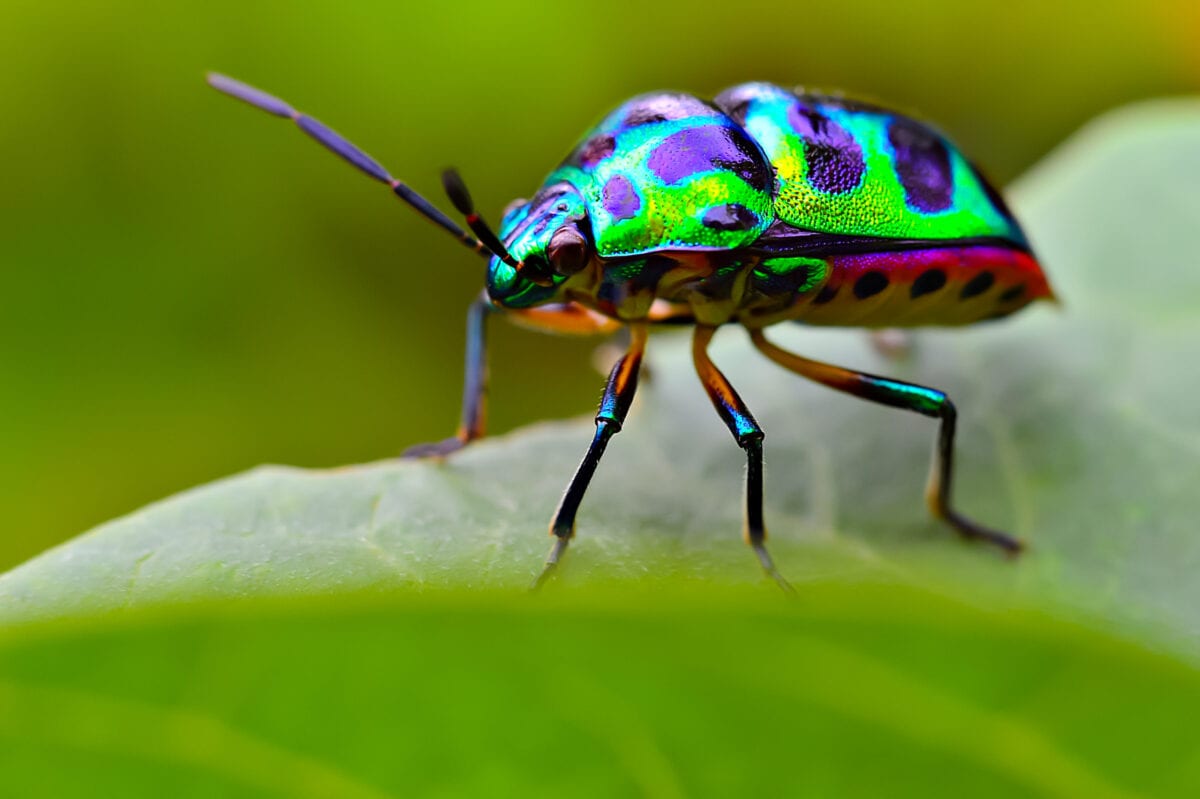 7 Plants You Can Grow That Will Help Get Rid Of Bugs