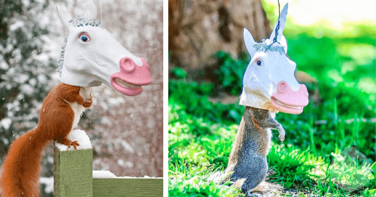 You Can Get A Unicorn Head Squirrel Feeder For Your Yard And It’s Hilarious