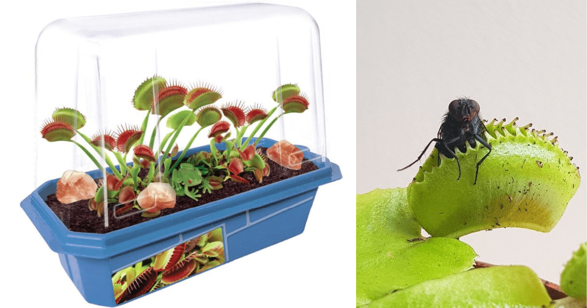 Venus Fly Trap Home Depot