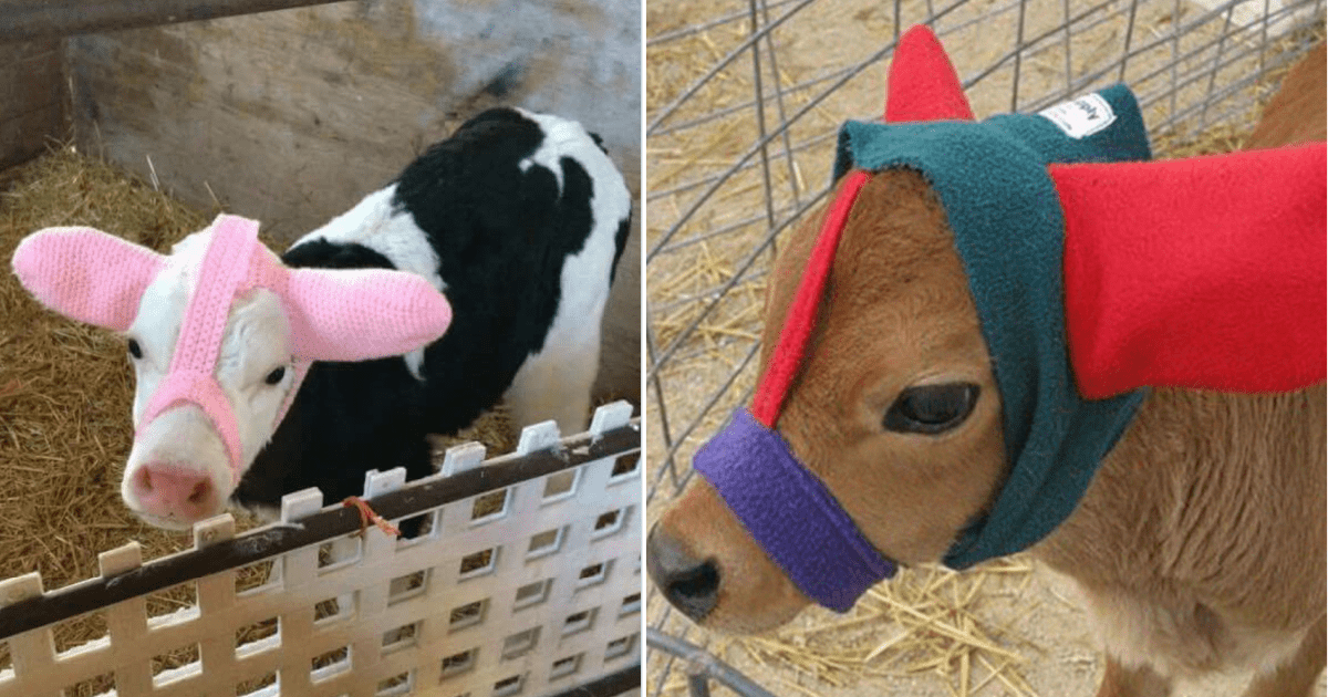 Farmers Are Making Ear Warmers For Their Calves To Protect Them From Frostbite And They Look Adorable