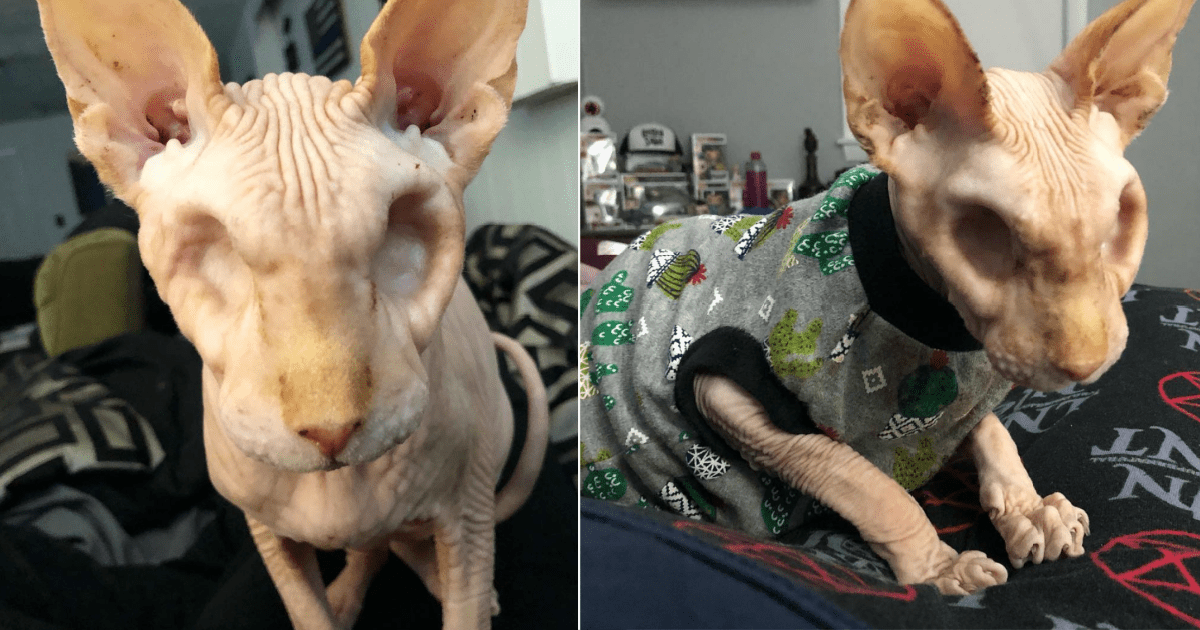 This Spooky Little Eyeless, Furless Cat Is Named Jasper And I Love Him