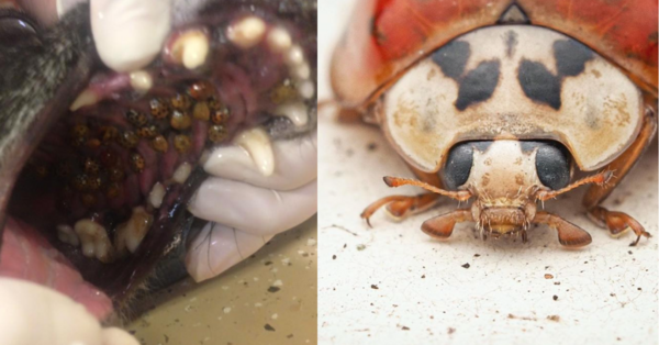 These Aren’t Lady Bugs, These Are Invasive Beetles And You’ll Want To Protect Your Dogs From Them