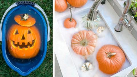 You Can Soak Your Pumpkins In A Bleach Bath To Make Them Last Longer. Here’s How To Safely Do It.
