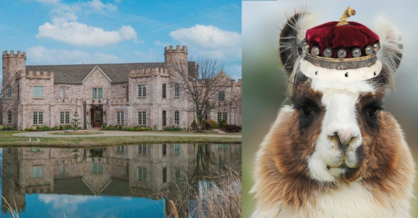 There’s A Castle In Texas That Let’s You Hang Out With Llamas All Day And I’m Packing My Bags
