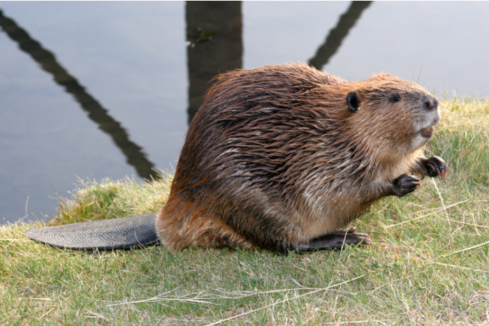 If You Use Imitation Vanilla In Your Baked Goods Just Know You Are Probably Eating Beaver Butt Goo