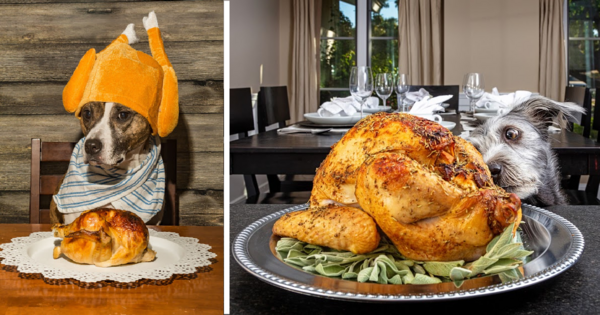 Here Is A List Of Thanksgiving Foods That Are Dog Friendly In Moderation