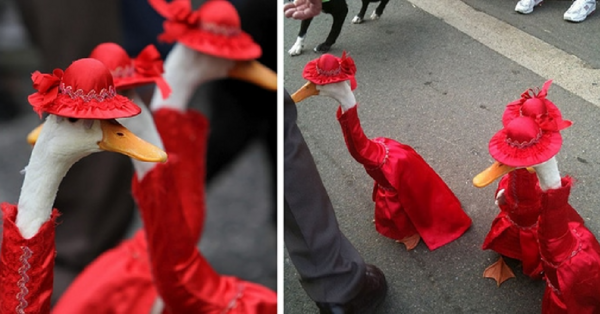 Australia Has An Annual Duck Fashion Show And Now I Want To Go