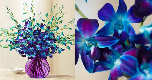 Ocean Breeze Orchids Are The Beautiful Piece Of Paradise You Need Right Now