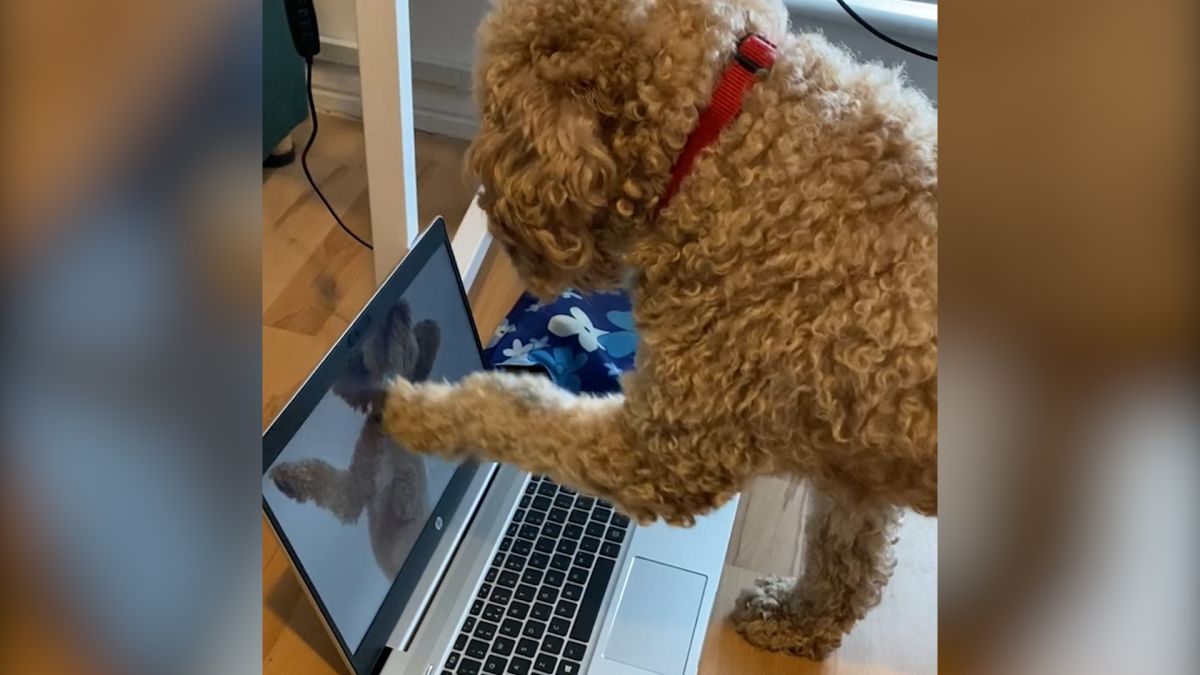 There Is A Christmas Song Made Just For Dogs And These Dog Reactions Are Priceless