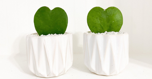 Heart Shaped Succulents Exist And I’m In Love
