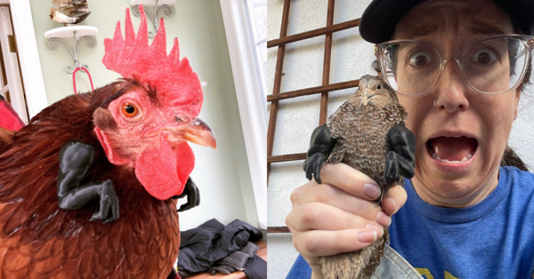 You Can Get Tiny T-Rex Arms For Your Chickens Because, Why Not?