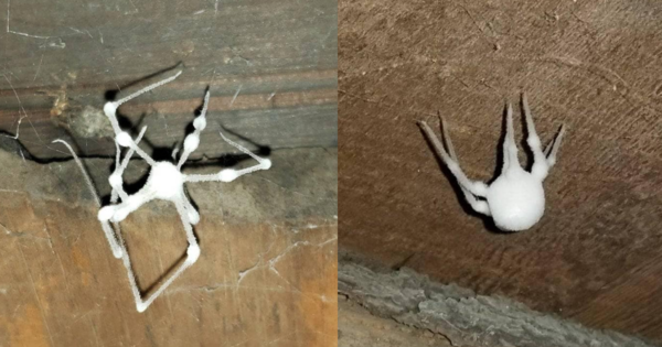 ‘Zombie Spiders’ Exist and OMG My Arachnophobia Just Got Worse