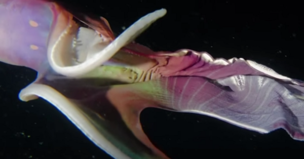 Rainbow Colored Blanket Octopuses Exist And They Are Stunning