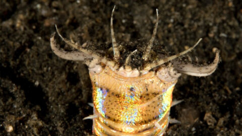 Giant, Predatory Worms Exist And I’m Pretty Sure They Are The Real-Life Graboids From ‘Tremors’