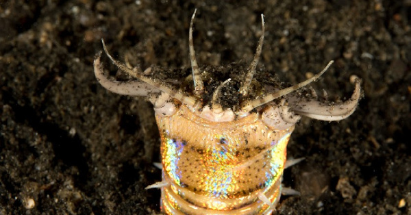 Giant, Predatory Worms Exist And I’m Pretty Sure They Are The Real-Life Graboids From ‘Tremors’