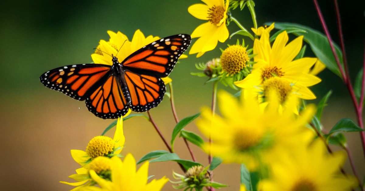 Scientists Have Finally Figured Out How Butterflies Fly And It’s So Cool